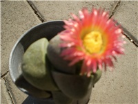 d7539b1b-Picture 4460.jpg